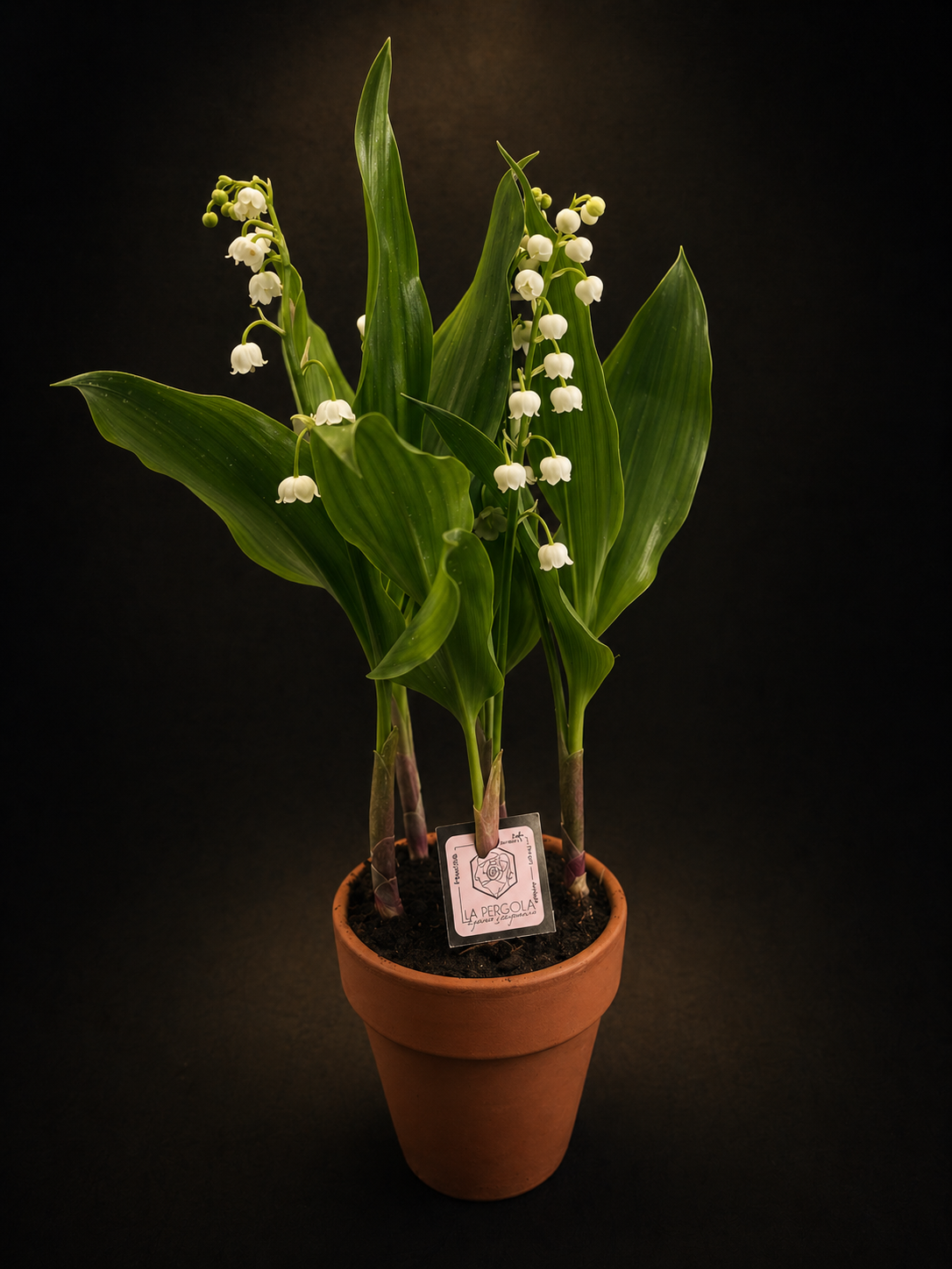 Muguet 5 griffes