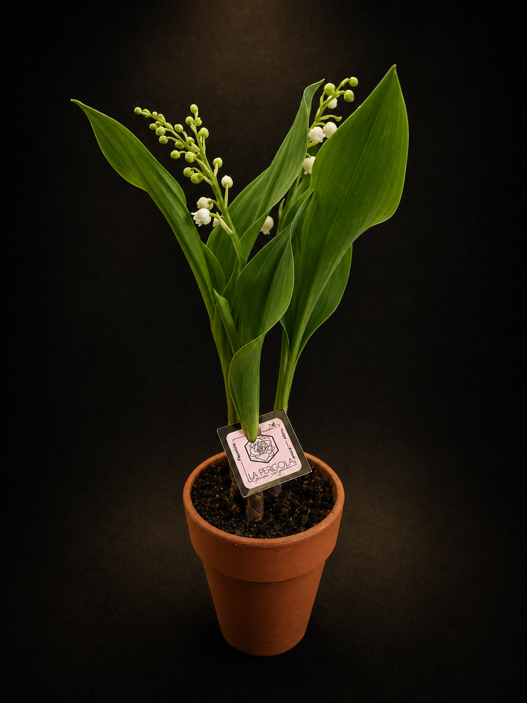 Muguet 3 griffes