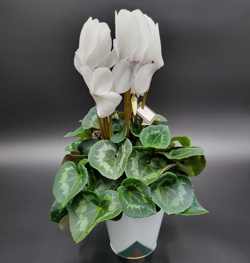 Plante Fleurie de la boutique 