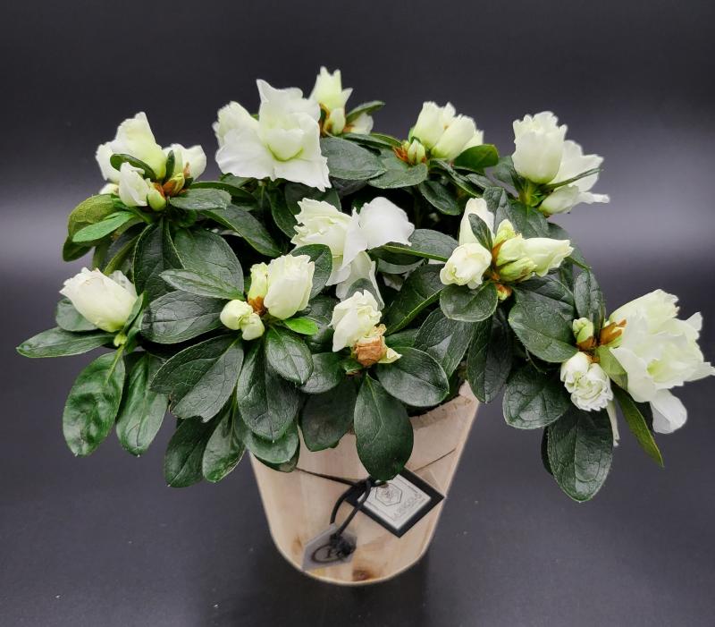 Plante Fleurie de la boutique 