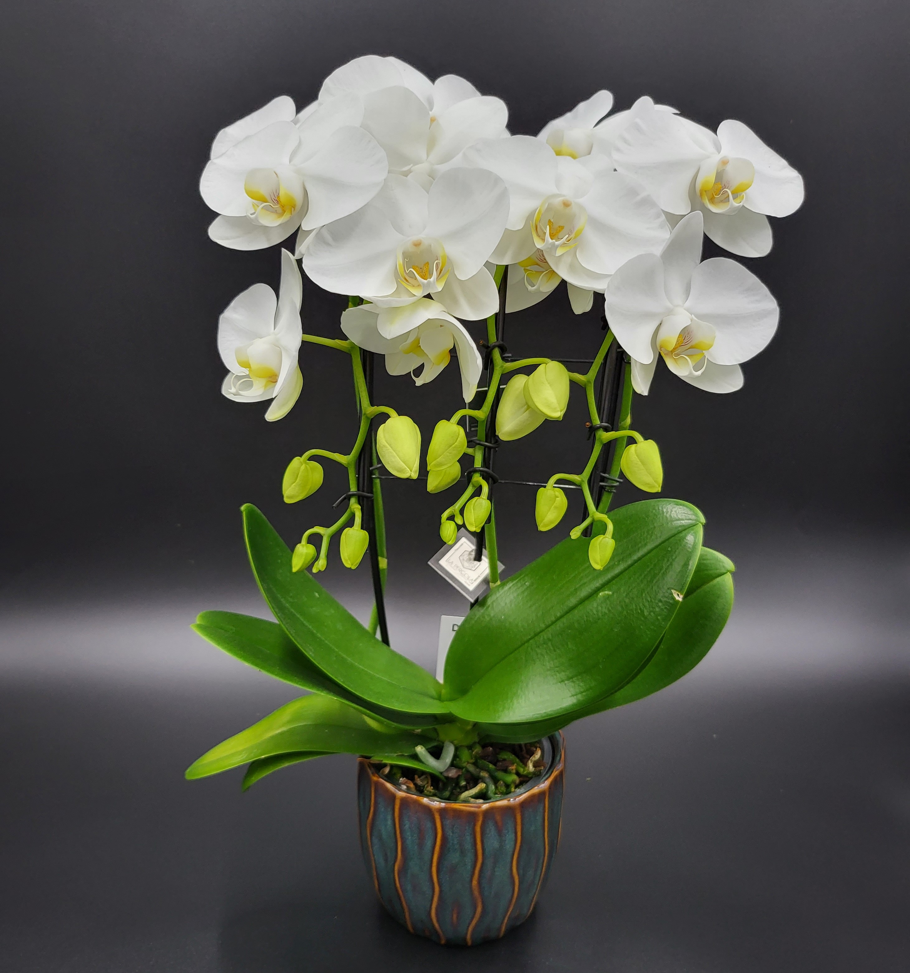 Orchidées 