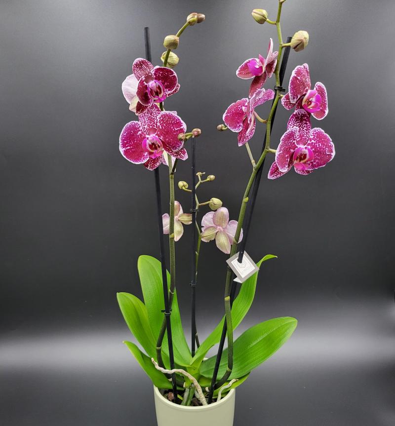Orchidée  rose ou blanche  2 branches Phalaenopsis