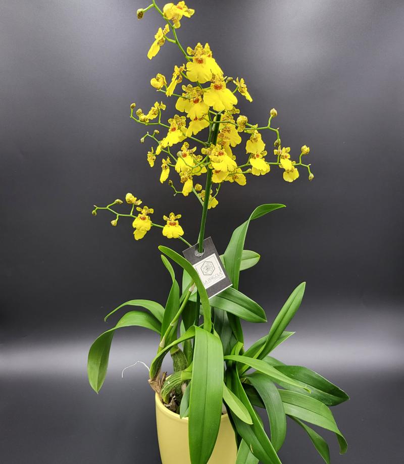 Orchidée   jaune  oncidium